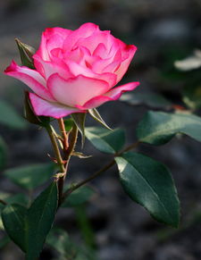 伏櫪 從痰盂頭到月季專輯，ZMF老驥伏櫪的藝術新生